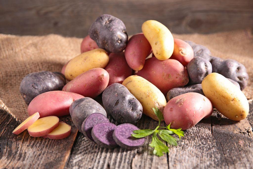 Varietà di patate