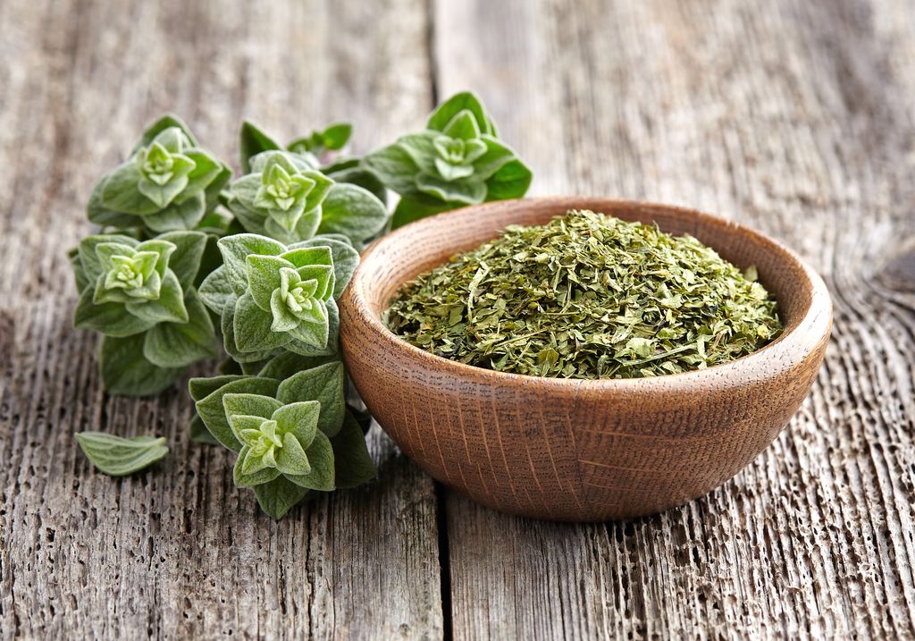origano