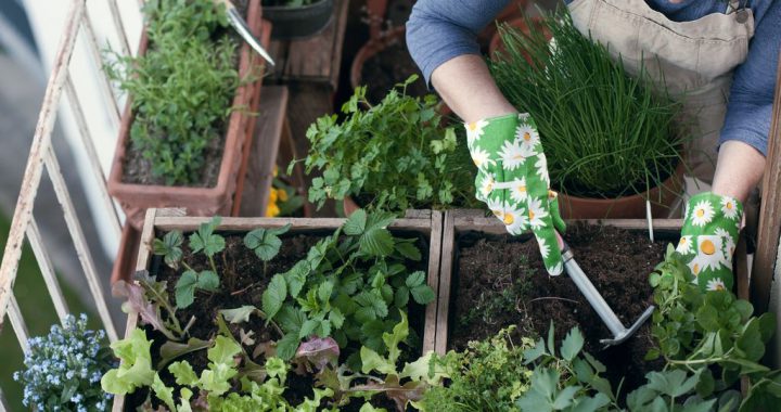 Cosa coltivare sul balcone: frutta, verdura ed erbe aromatiche