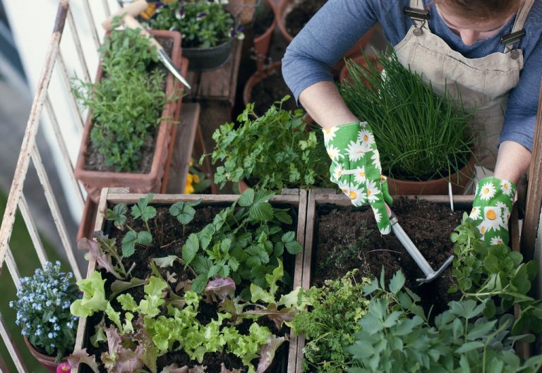 Cosa coltivare sul balcone: frutta, verdura ed erbe aromatiche