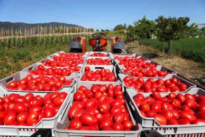 Passata Petti, maxi sequestro di pomodoro UE spacciato per italiano