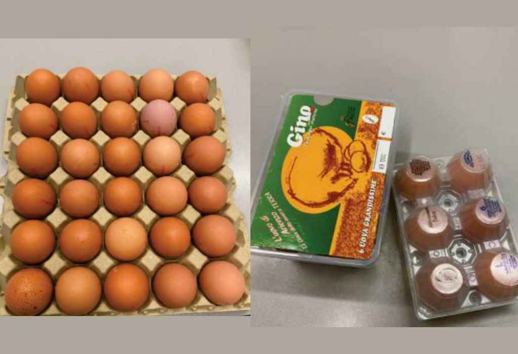 Richiamati alcuni lotti di uova per presenza di salmonella