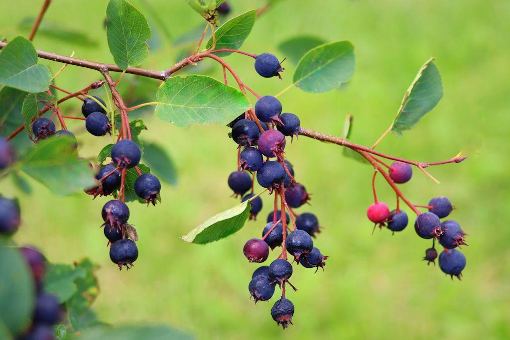 Cos'è il Juneberry e il sapore del frutto