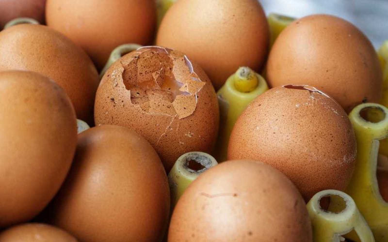 Contaminazione delle uova e sicurezza alimentare: guida alla prevenzione