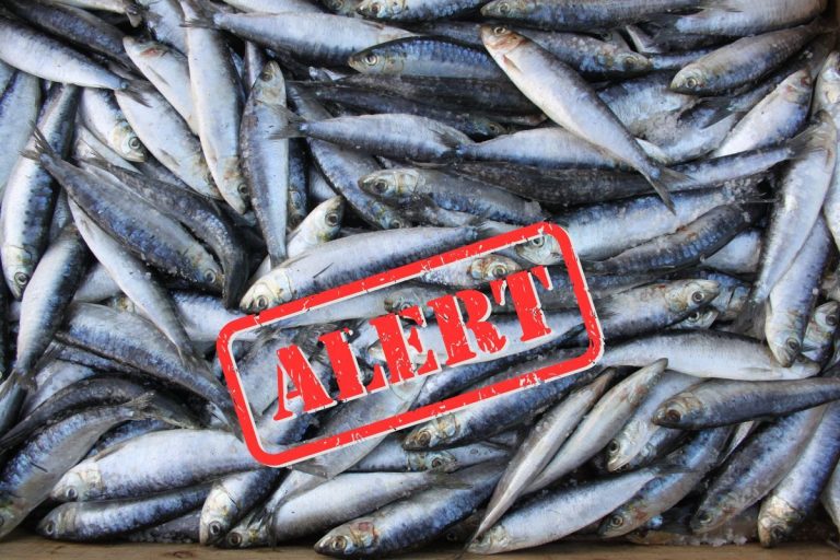 Richiamo sardine dal Ministero della Salute: istamina oltre i limiti
