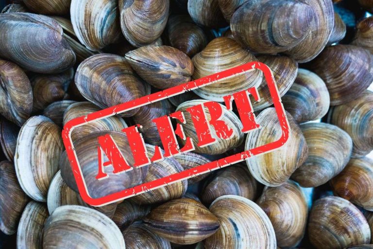 Richiamo vongole: rischio biotossine oltre i limiti di legge